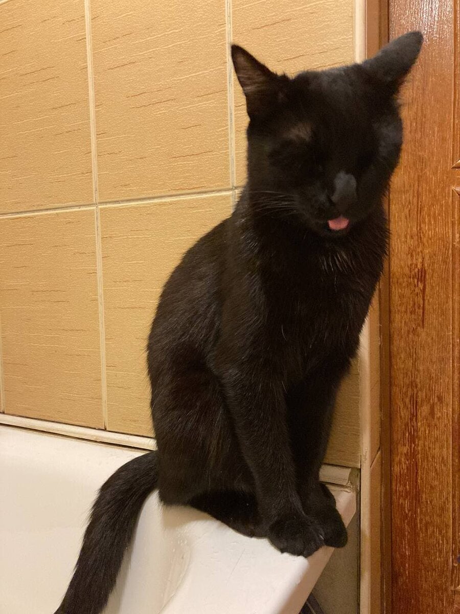 Забавный Сэм