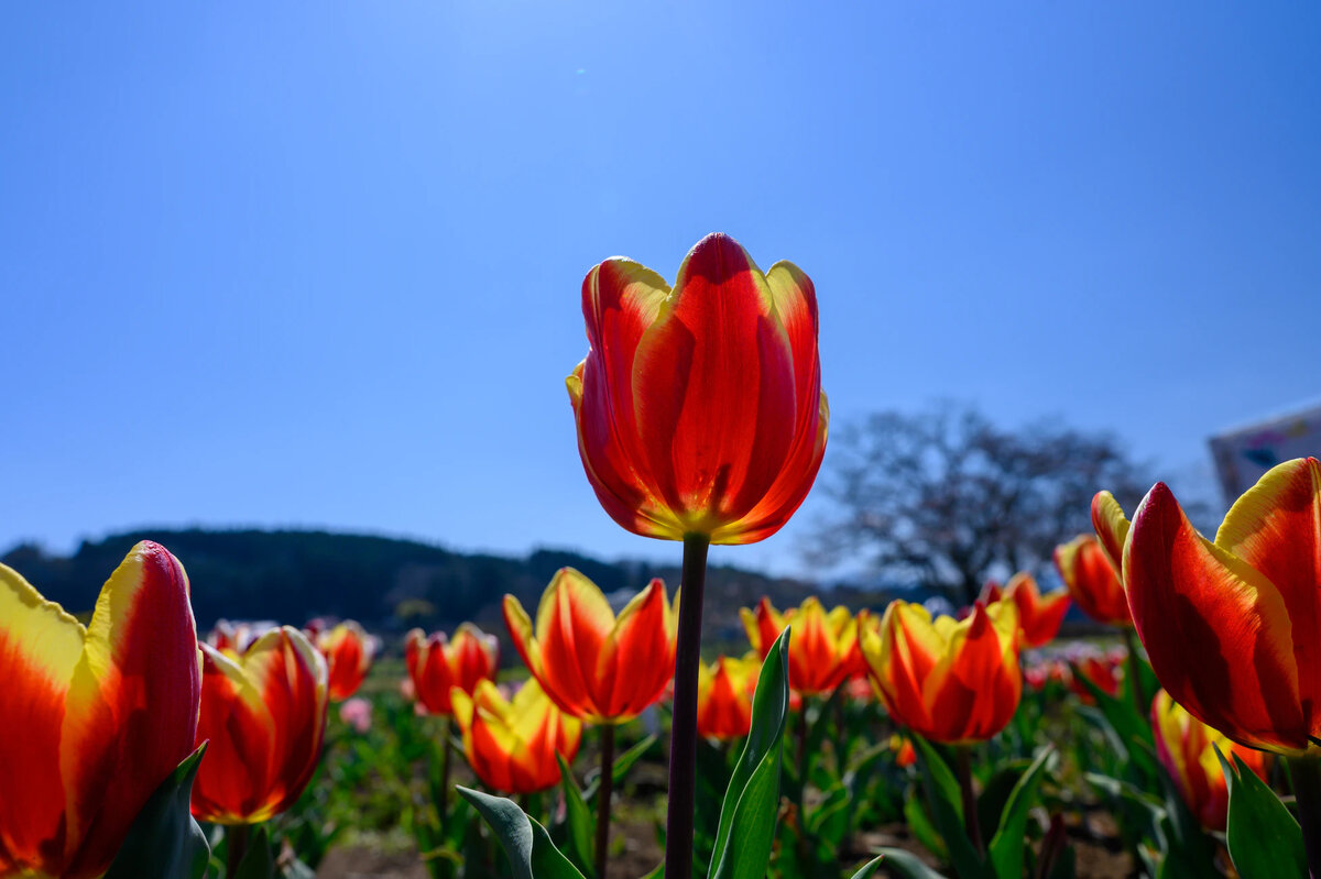 Фото: pixabay