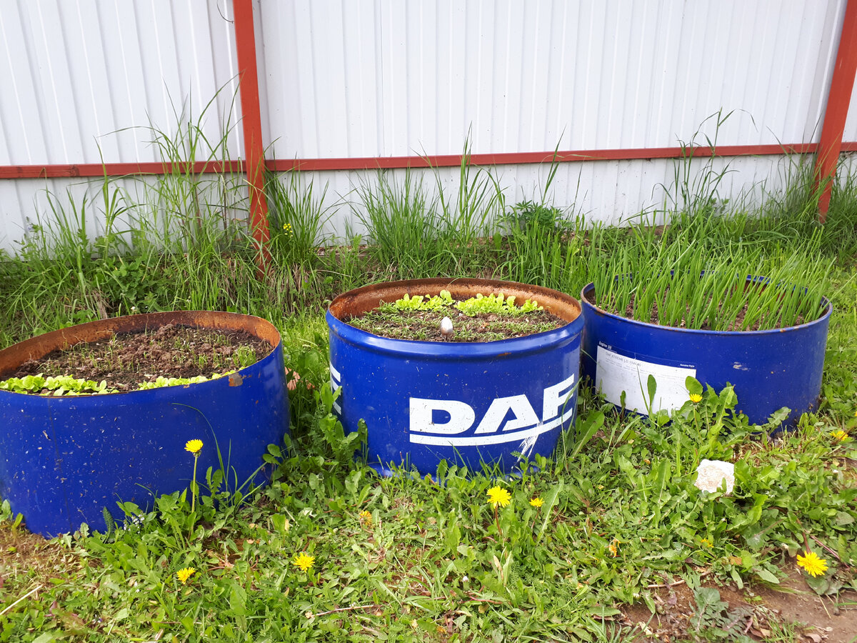 Из одной бочки получается три грядки-клумбы. 