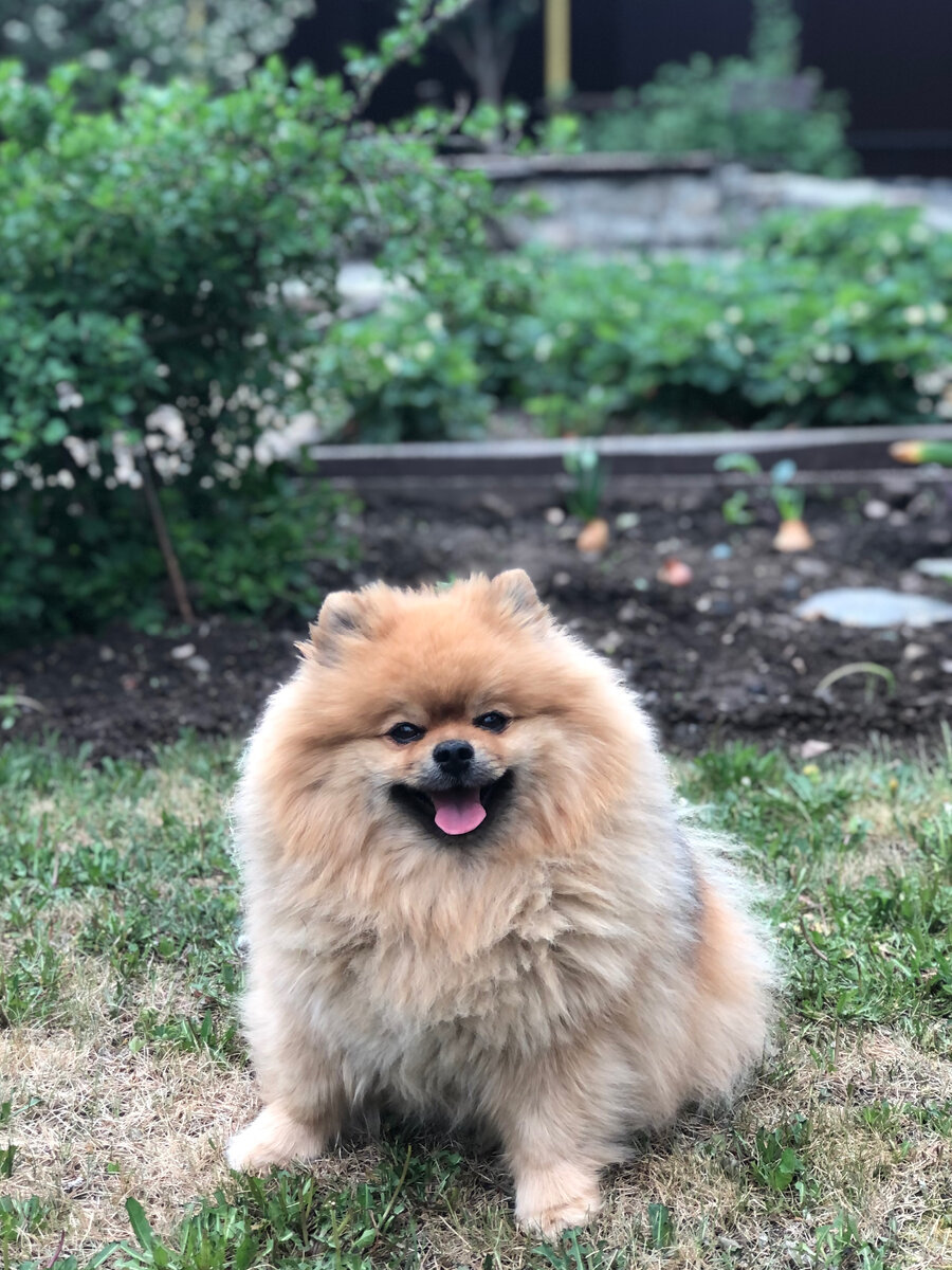 Наша собака тоже не подарок для соседей. Лает на птиц, на проходящих за забором людей и чужих собак. И лает очень громко! 