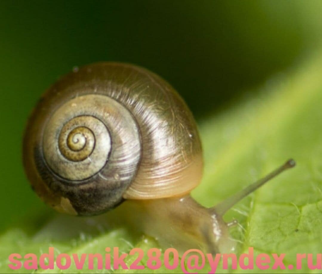 Улитка обыкновенная