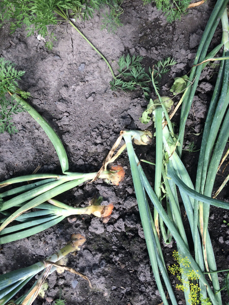 Лук на школьном огороде рос-рос да и вырос