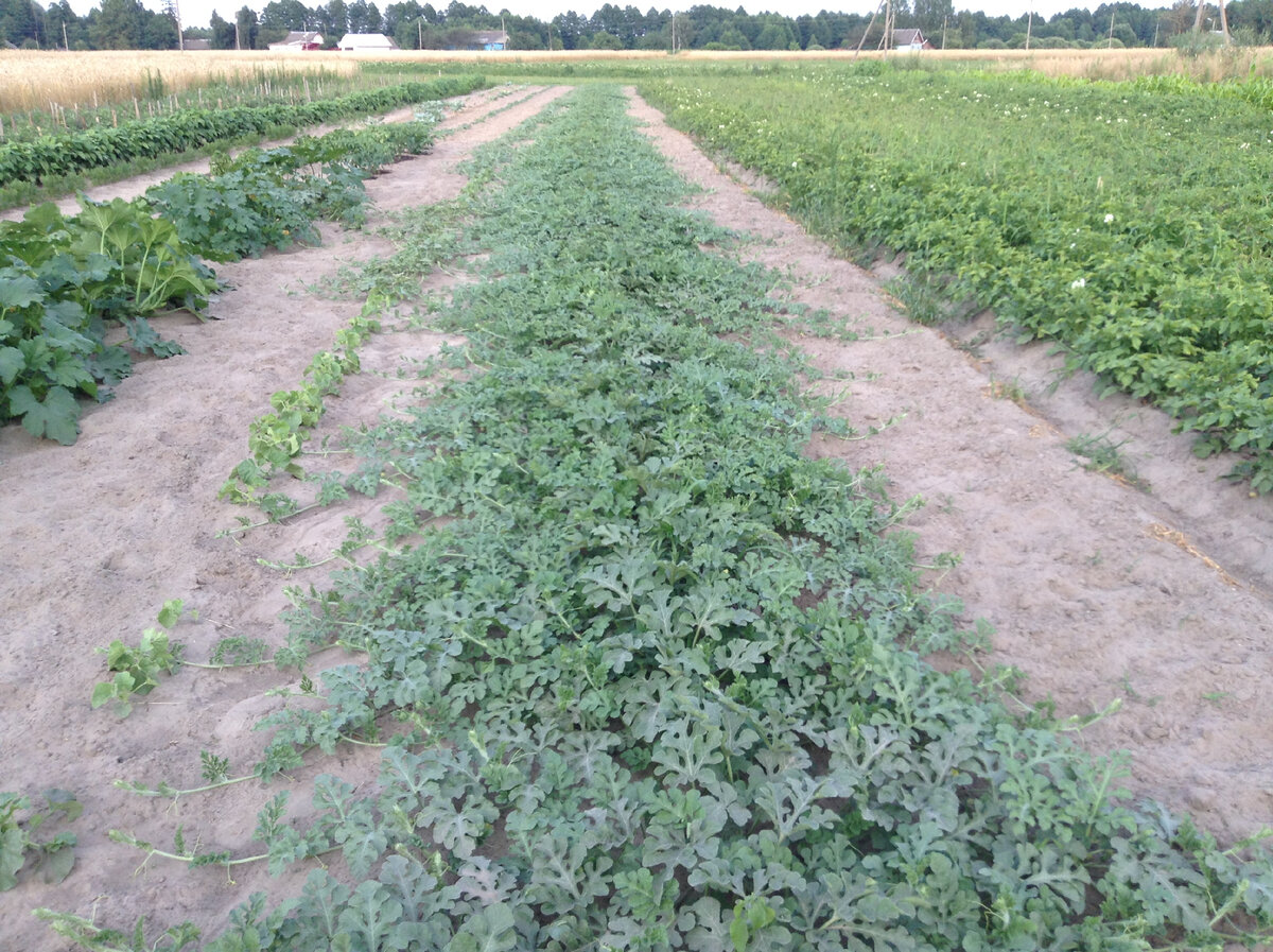 начало лета