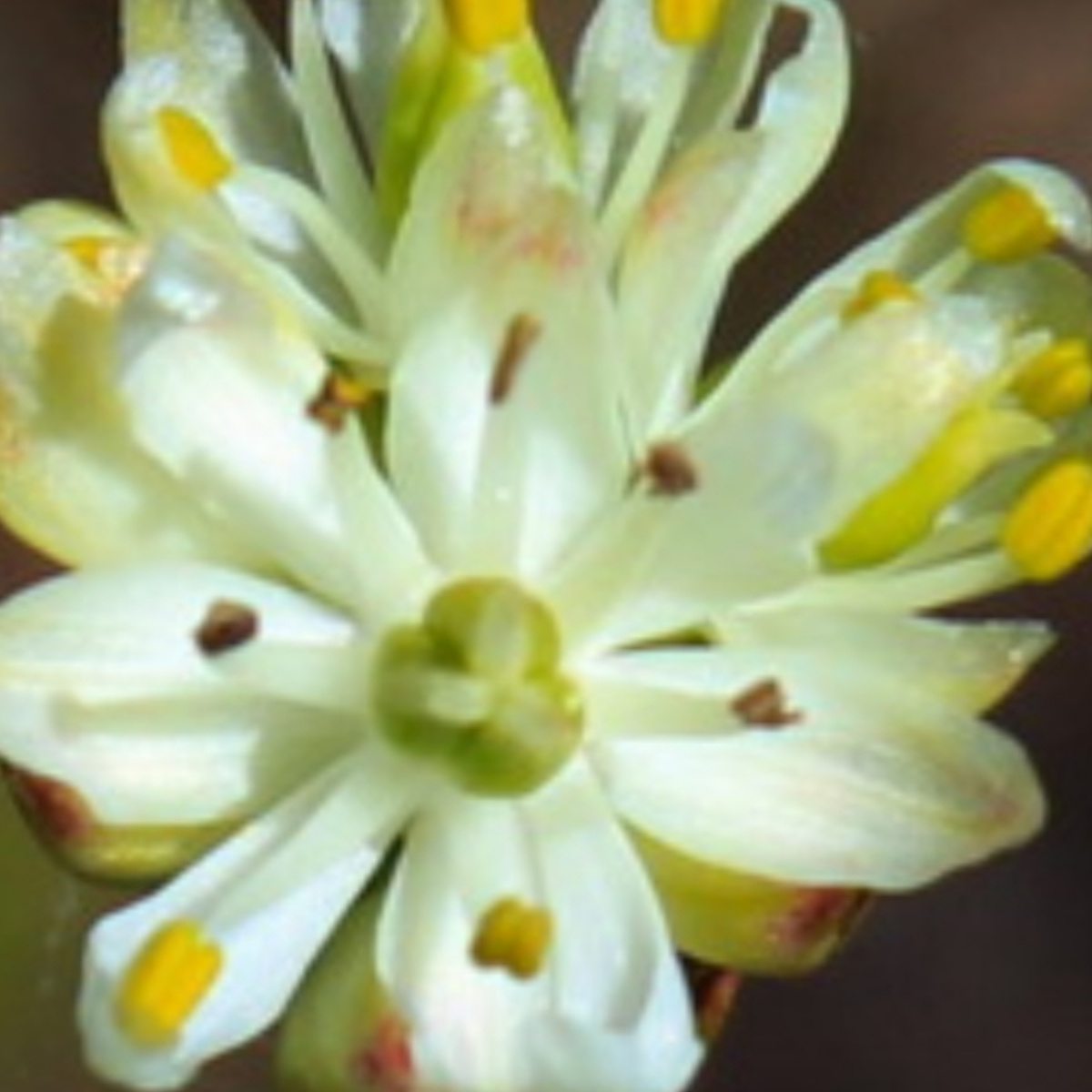 Triantha occidentalis