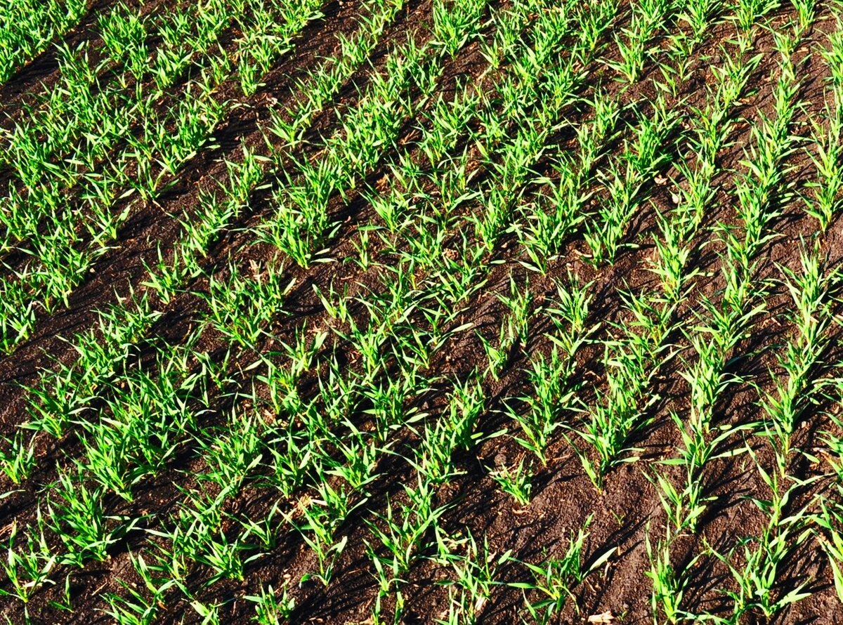 Фото: Shutterstock