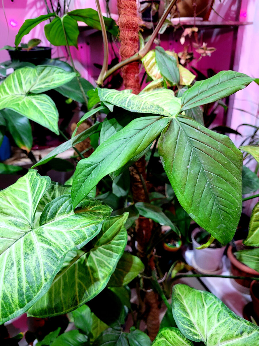 Густые заросли сингониума на кокосовой опоре 