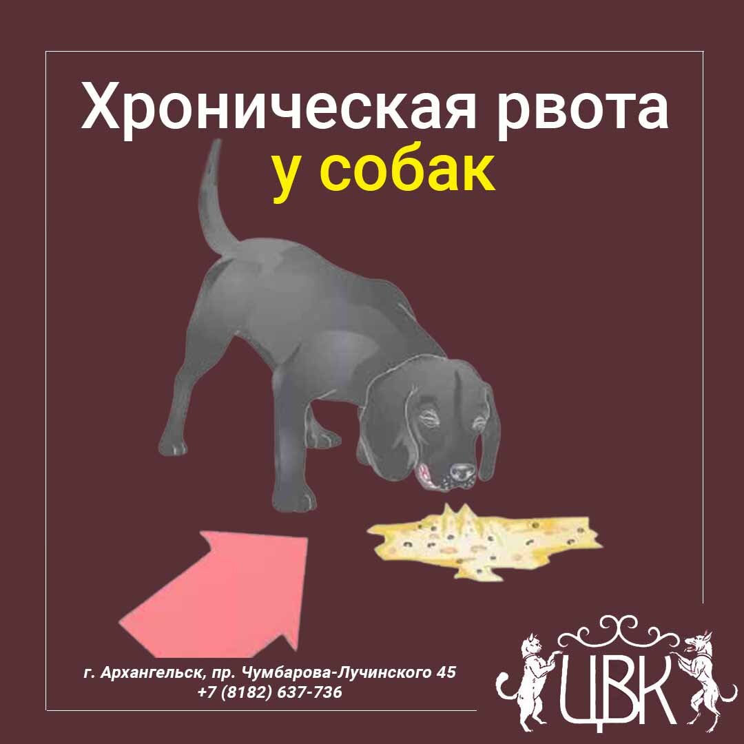 Хроническая рвота у собак: каковы могут быть причины постоянных рвотных позывов
