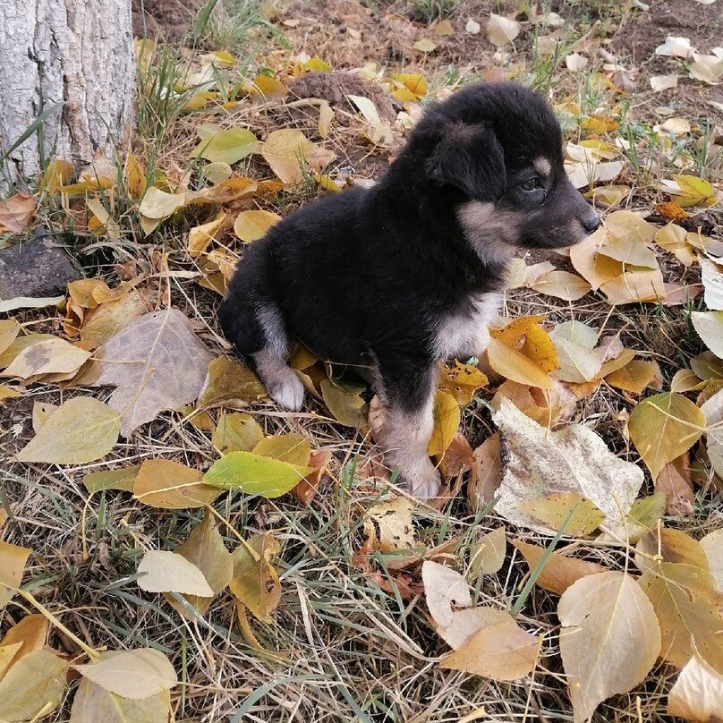 Щенуля