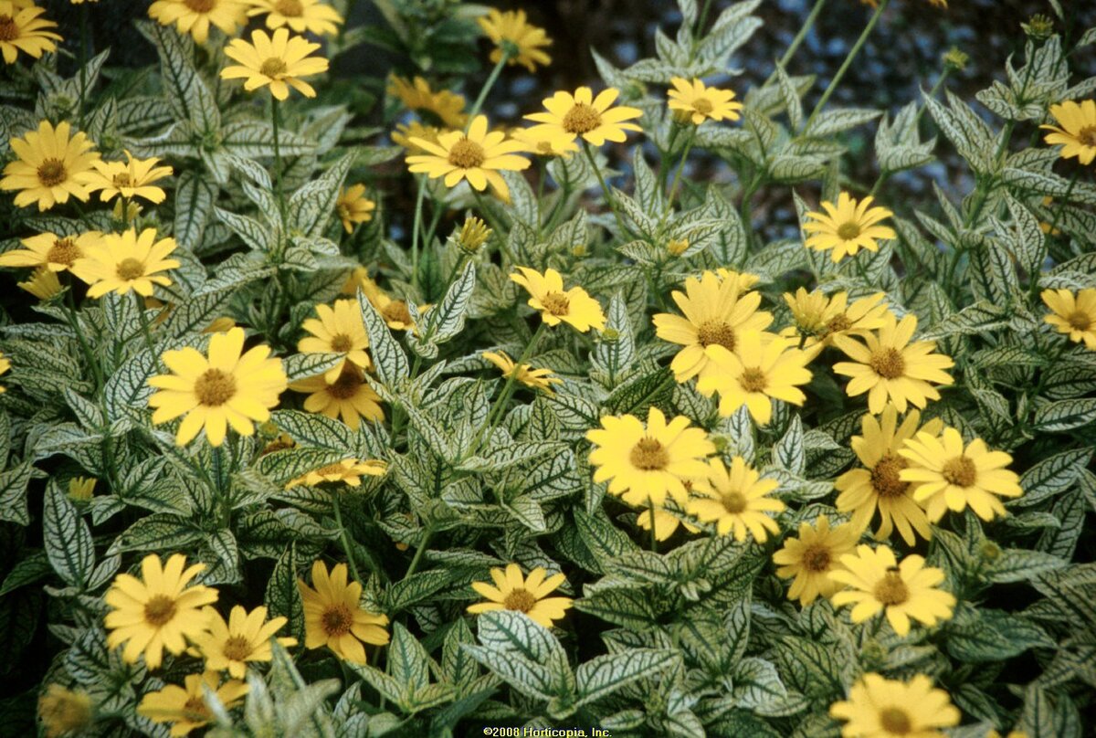 Гелиопсис Heliopsis Loraine Sunshine 