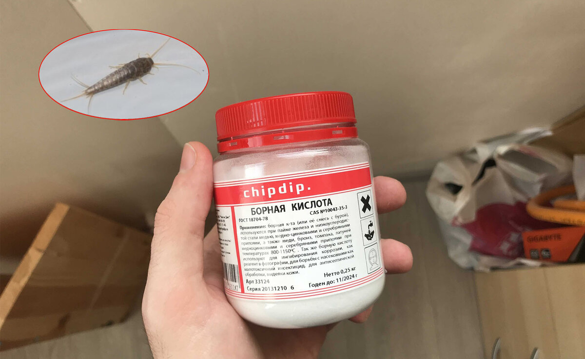 Белые насекомые в ванной: как избавиться от чешуйницы и мокриц?
