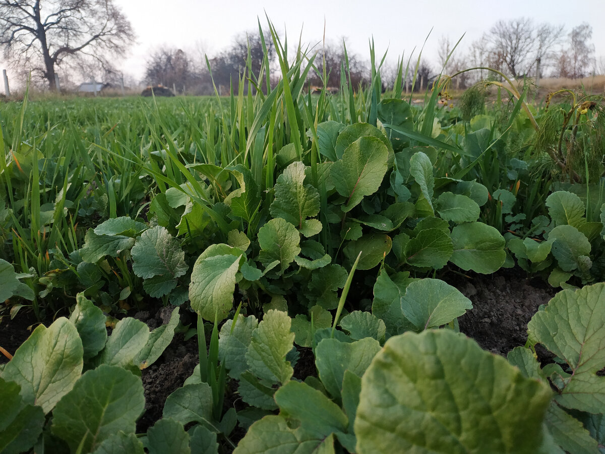 Сидераты, редька масличная и овес.