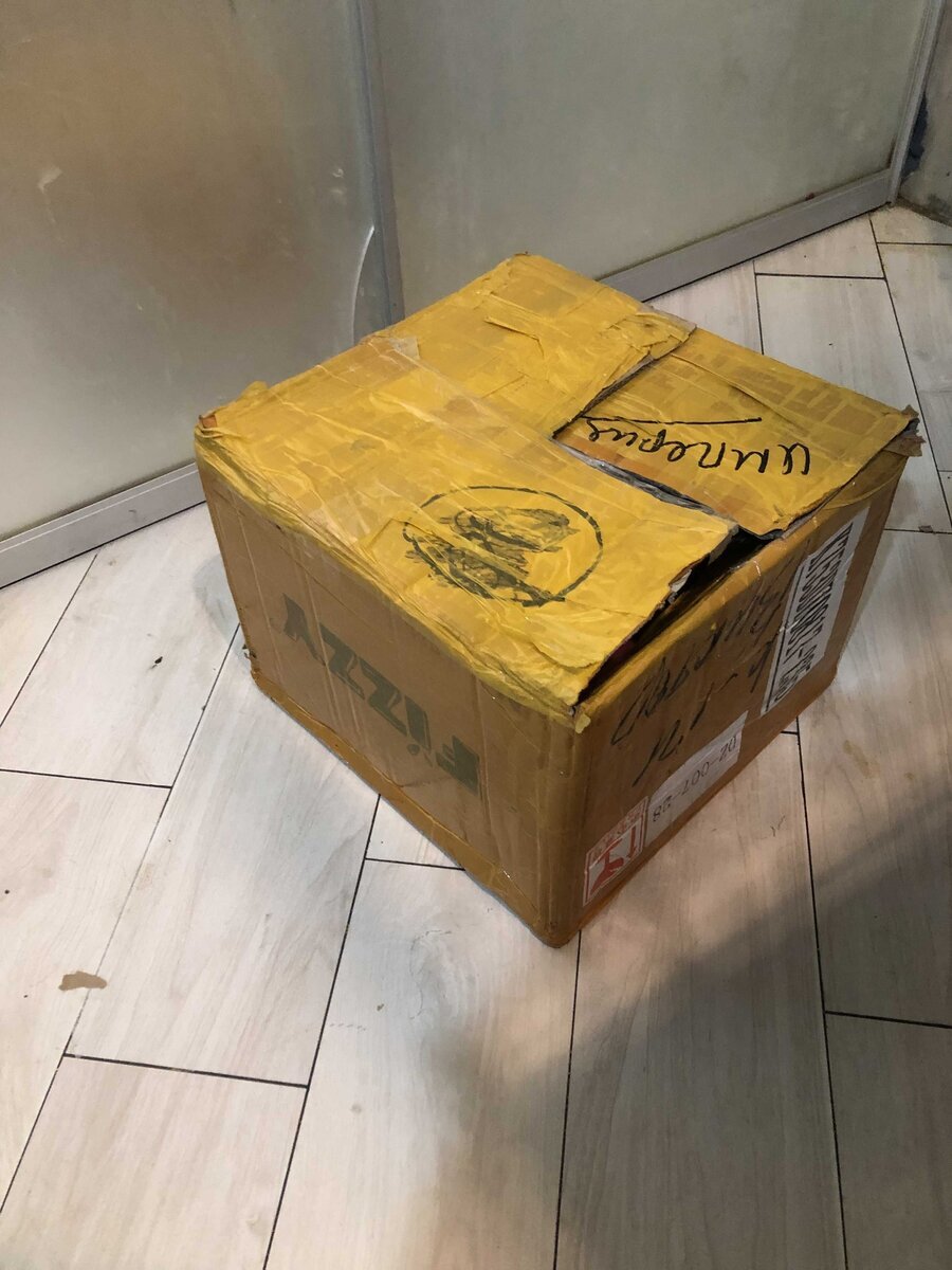 Кошка и малышня в коробке