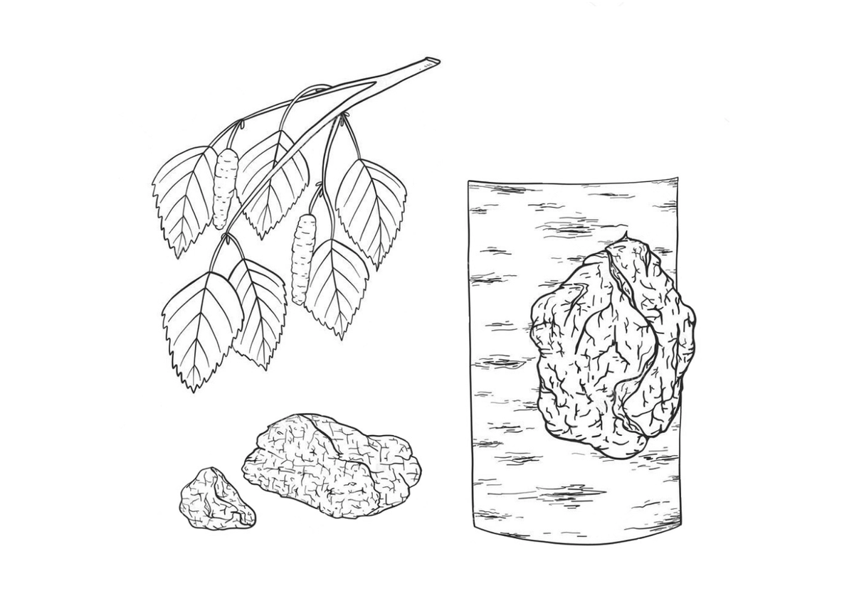 Березовая чага рисунок
