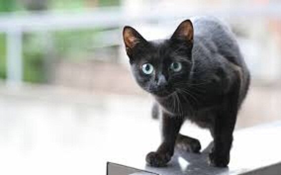 У моей подруги Веры кот жил, чёрный полностью, красивый и очень умный, а как он появился у неё, это мистика просто.