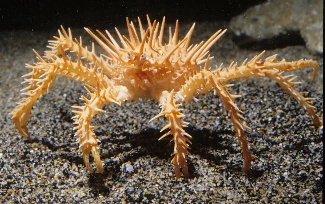 Ну давай, человек, нападай! Я жду! 