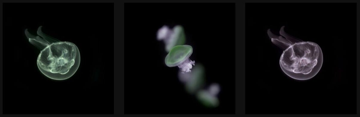 Аквариумные медузы