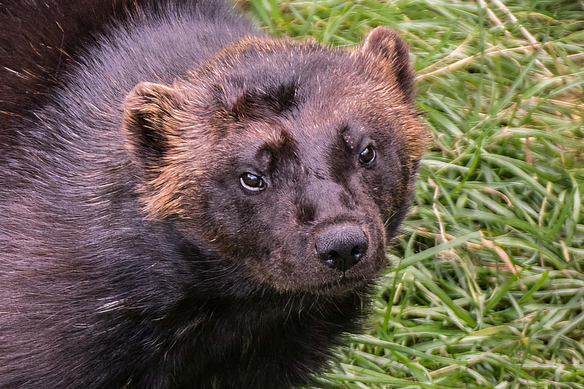 Кот Росомаха.