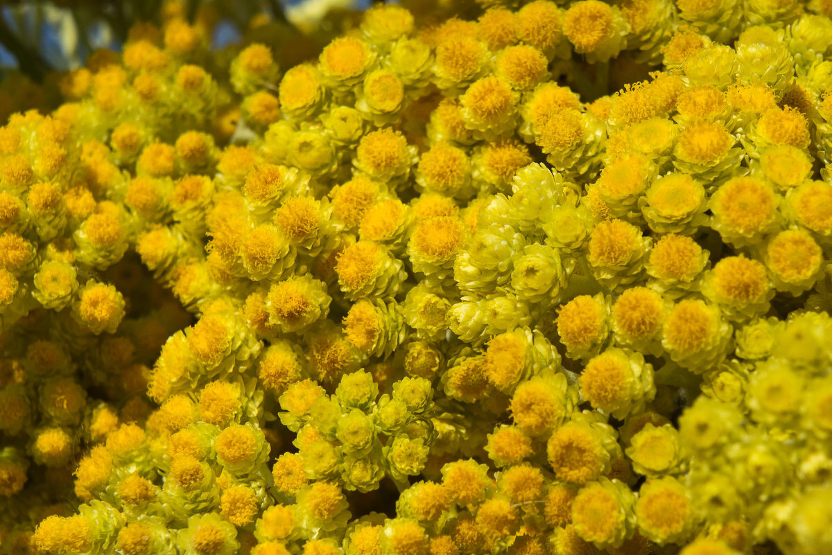 Бессмертник