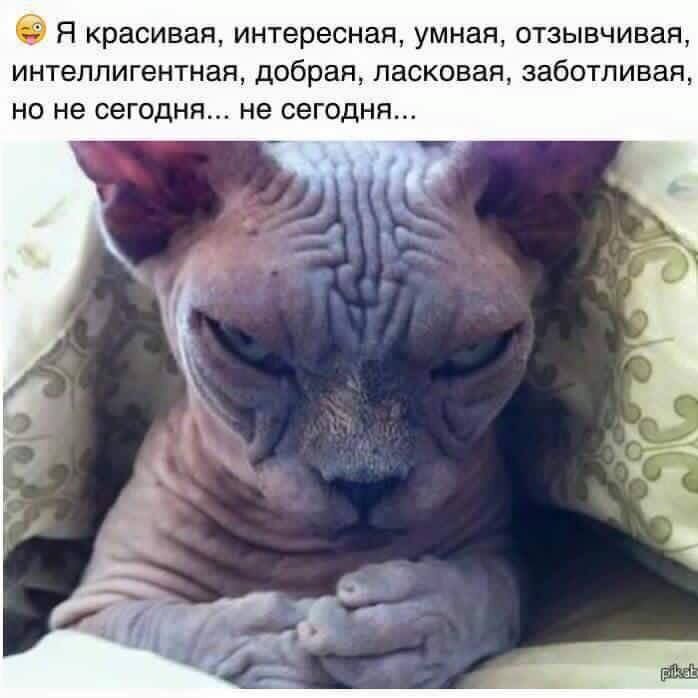 источник Пикабу))