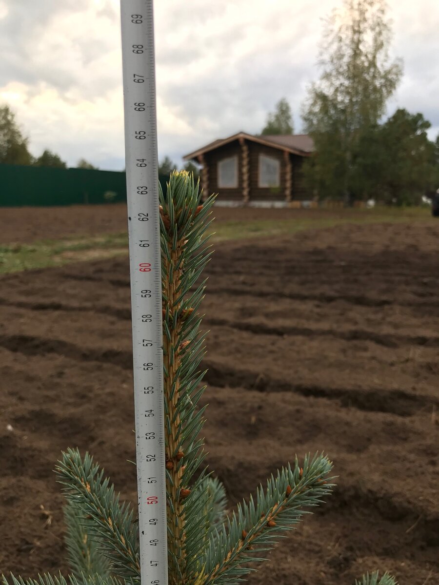 🌲 КАК ЗА 4 ГОДА ВЫРОСЛА НАША ГОЛУБАЯ ЕЛЬ ! (личный опыт и много фото) |  