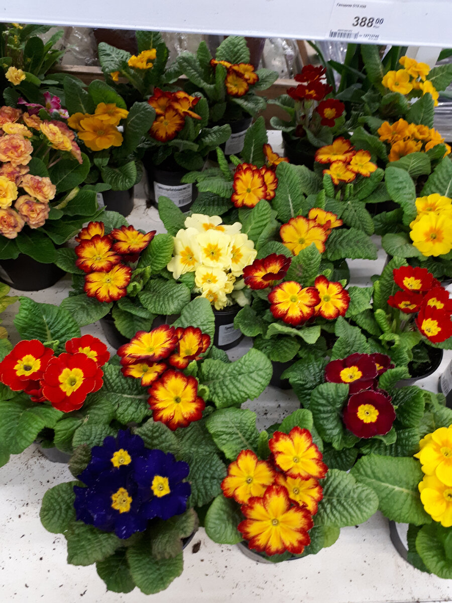 Примула конфетти в Леруа Мерлен, цветы в леруа мерлен