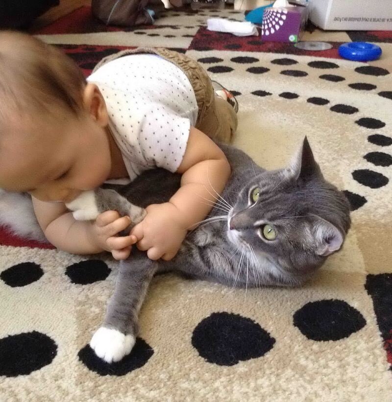 коты приколы, видео коты, приколы про кошек, 