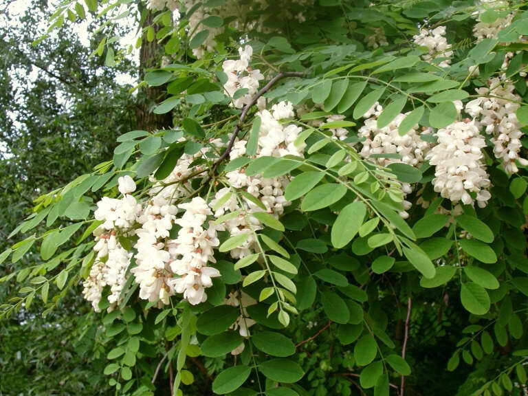 Robinia pseudoacacia рисунок