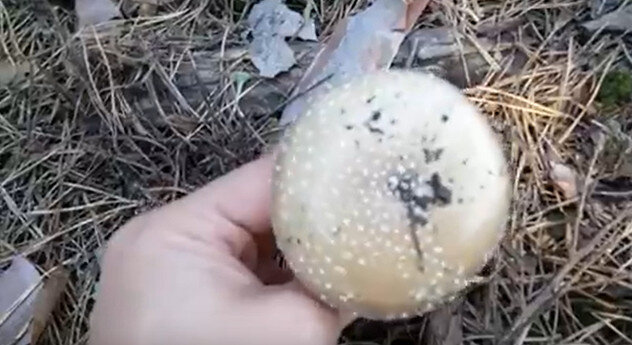 Amanita pantherina