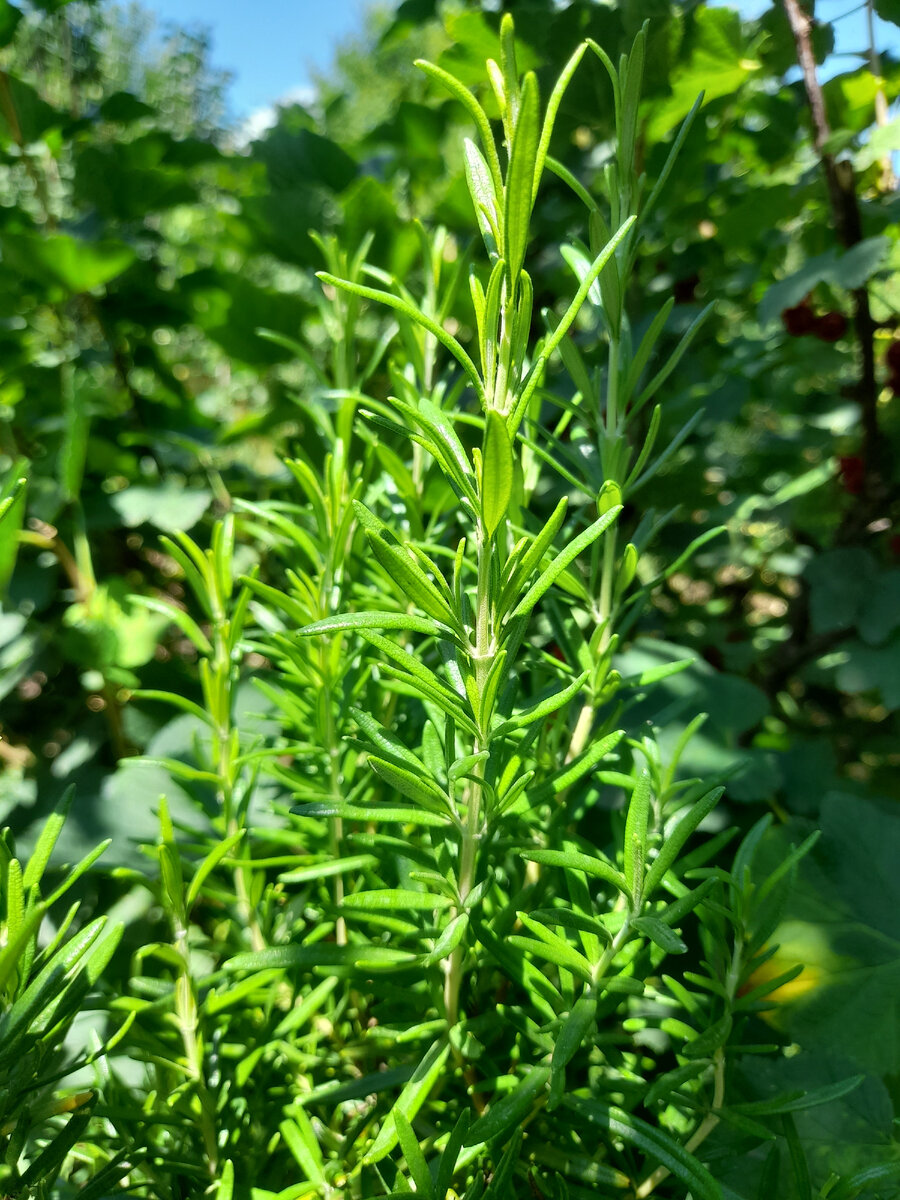 Молоденький розмарин