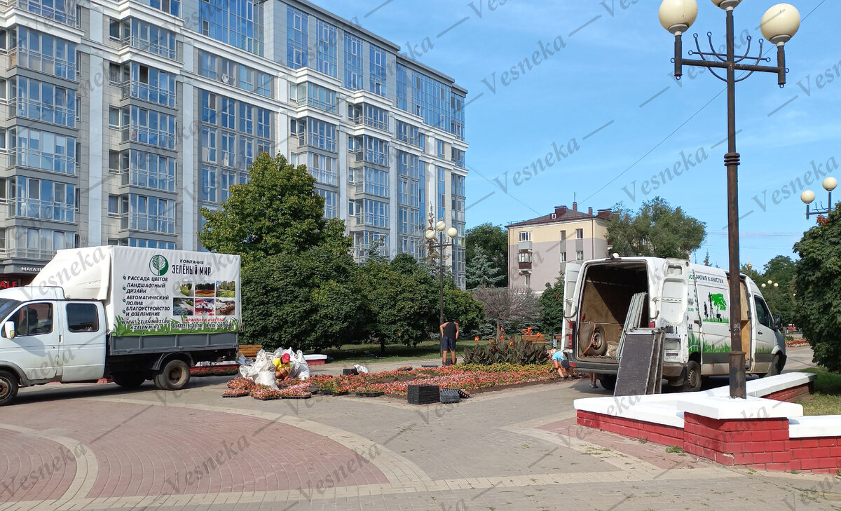 Фото автора. Служба благоустройства высаживает цветы на клумбу.