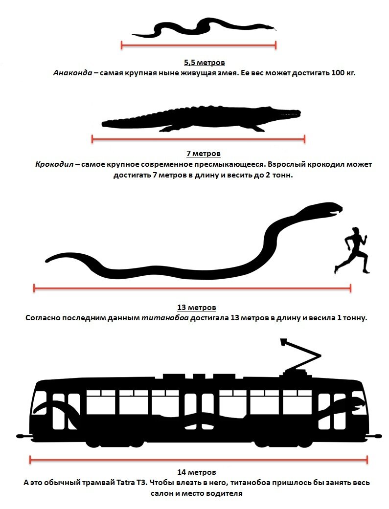 Длина змеи ТИТАНОБОА. Гигантская змея ТИТАНОБОА В сравнении с человеком. ТИТАНОБОА сравнительный размер. ТИТАНОБОА длина и вес.
