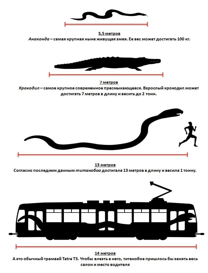 Сколько метров змей. Длина змеи ТИТАНОБОА. Гигантская змея ТИТАНОБОА В сравнении с человеком. ТИТАНОБОА сравнительный размер. ТИТАНОБОА длина и вес.