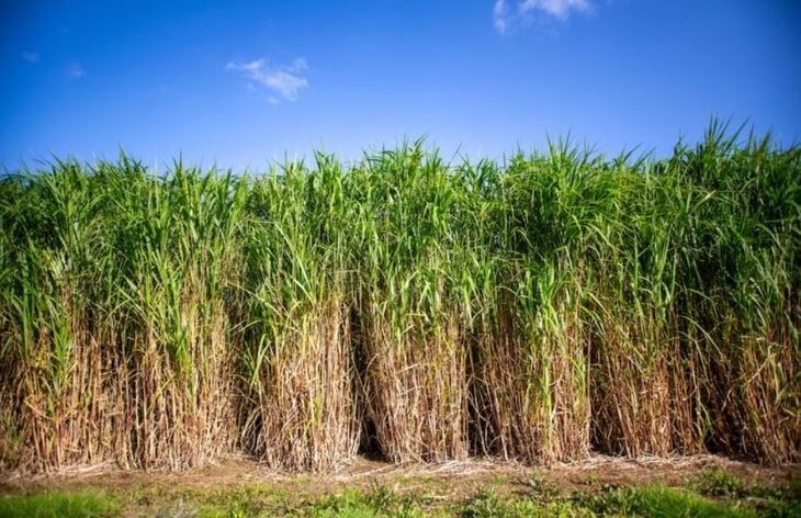    Выращивание мискантуса для биотоплива становится стратегически важным в Великобритании