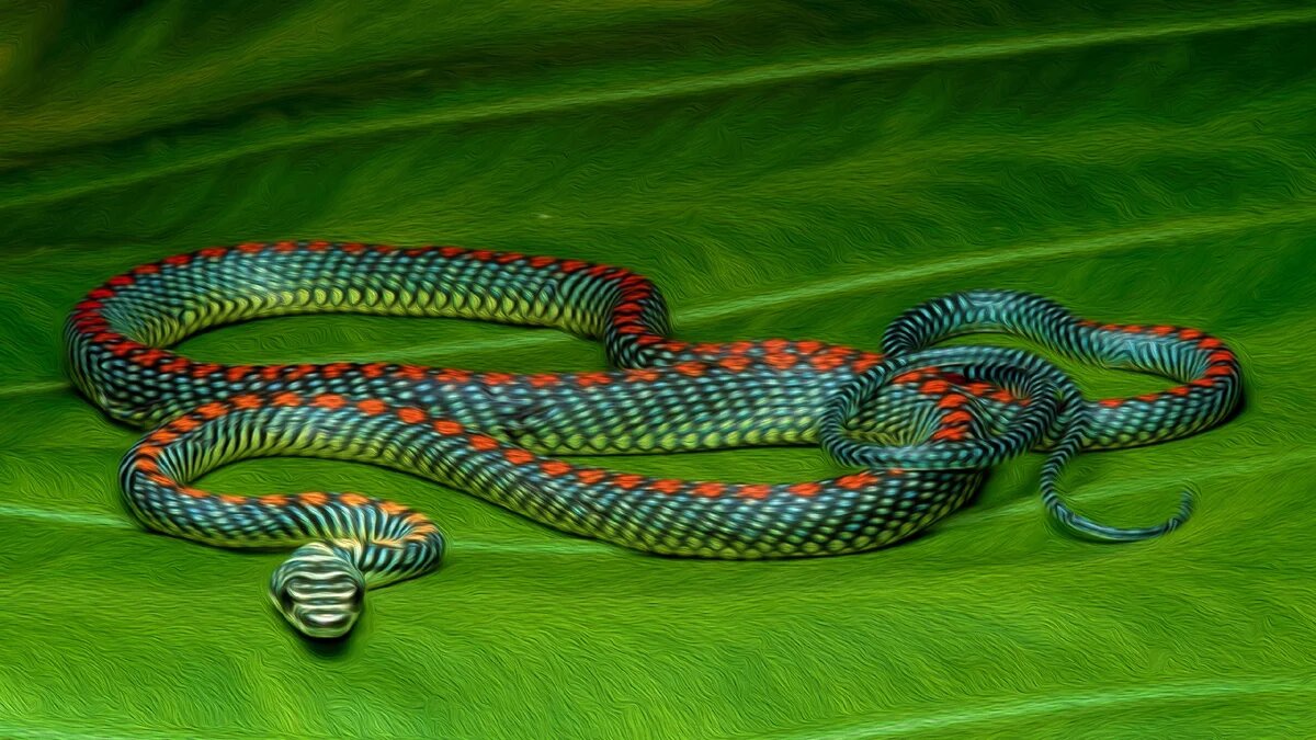 Змейка. Chrysopelea Paradisi змея. Канкун змеи. Chrysopelea taprobanica. Райская украшенная змея Chrysopelea Paradisi.