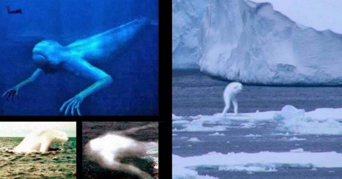 Фотографии, на которых запечатлено океаническое чудовище