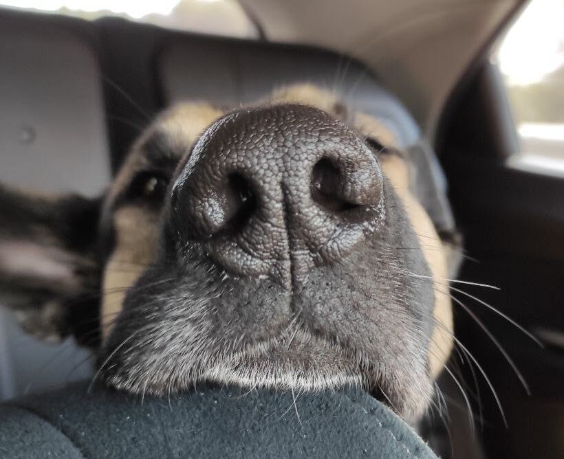 Для собаки «сунуть куда-то нос» означает «узнать, что происходит».