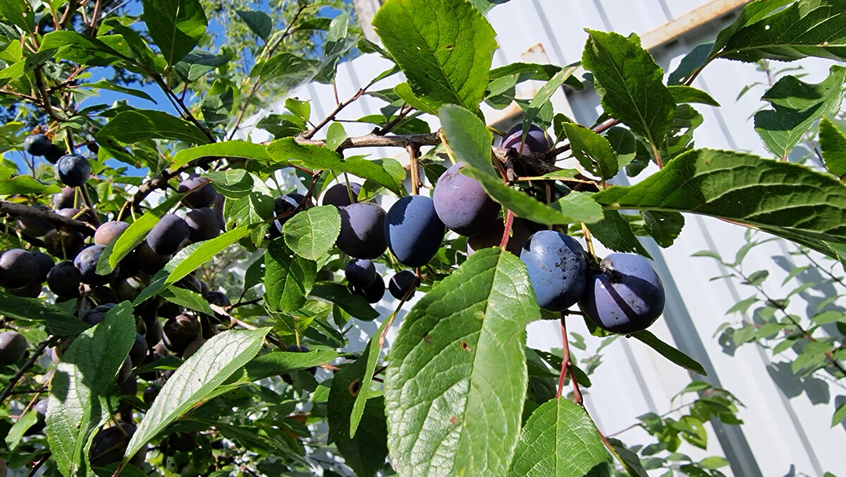 Поспевают, красивые.