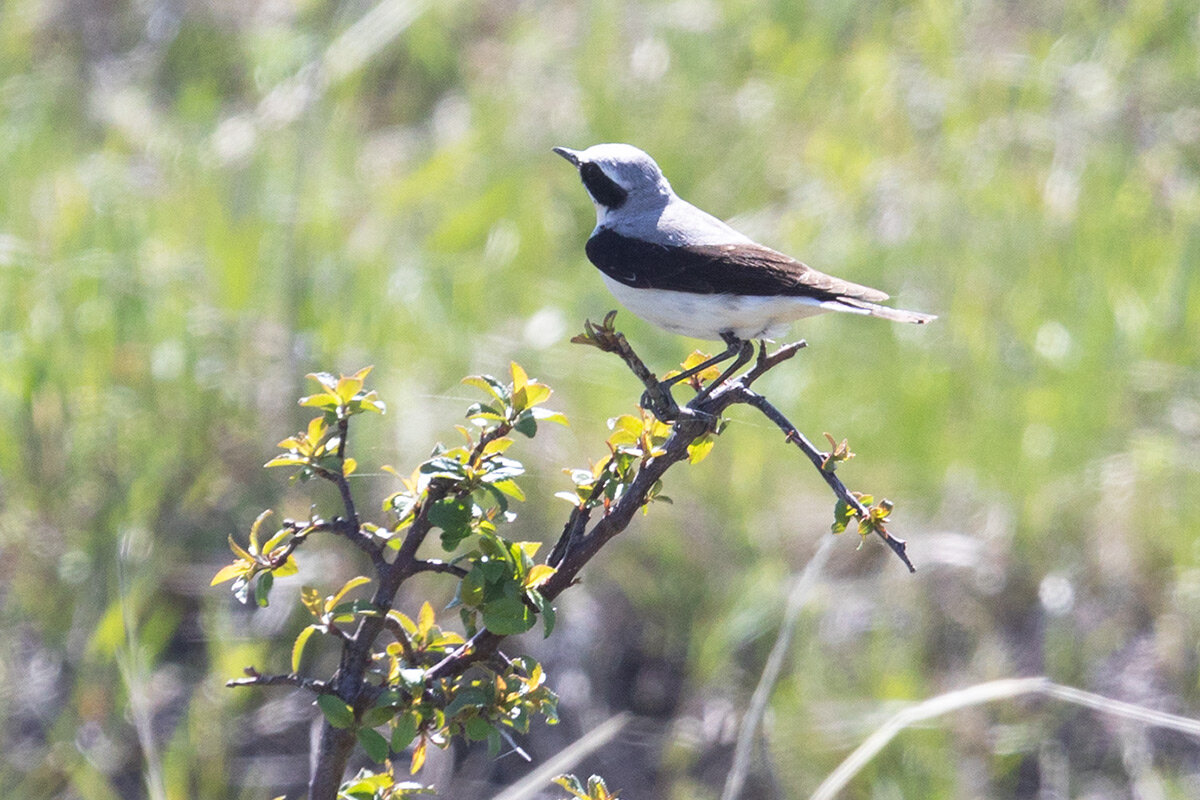 Национальная птица швеции. Lanius ludovicianus. Johnny Shrike. Lanius Minor художник. Shrike цветок.