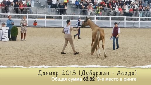 Чемпионат ахалтекинской породы лошадей, выводка жеребцов от 3 лет и старше