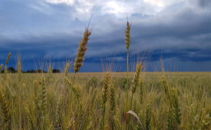    фото из архива Курских известий