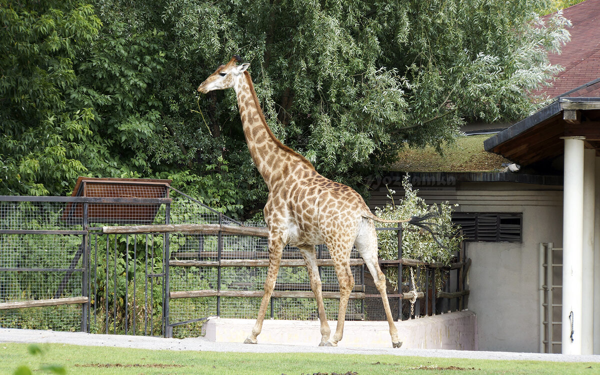 жираф-любимец детворы (фото из интернета)