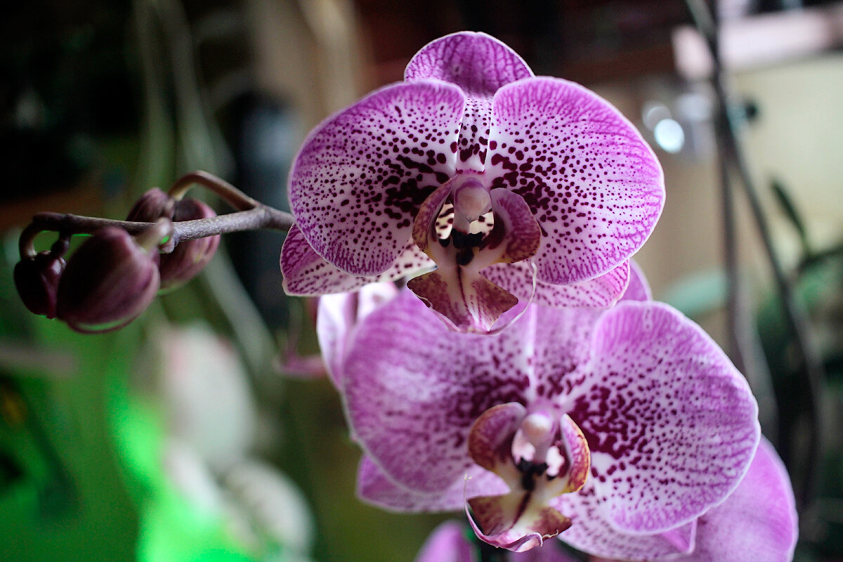 Free Images : blossom, flower, purple, petal, bloom, botany, pink, flora, close 