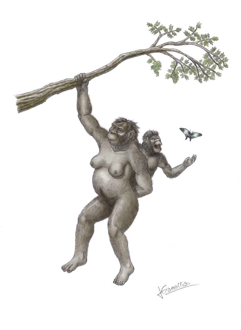 Афарский австралопитек (рисунок из Википедии)