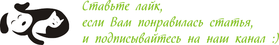 Какой запах гарантировано отпугнет собак от любимого ковра или газона?