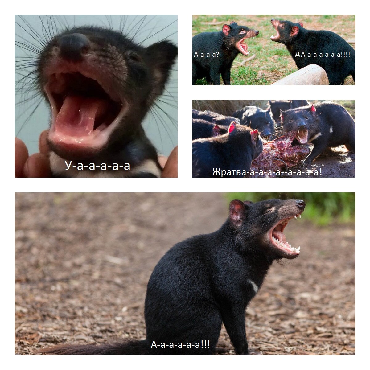 Коротко о жизни Тасманийского дьявола 