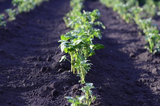 https://cdn.pixabay.com/photo/2017/03/23/11/04/field-2168030__340.jpg