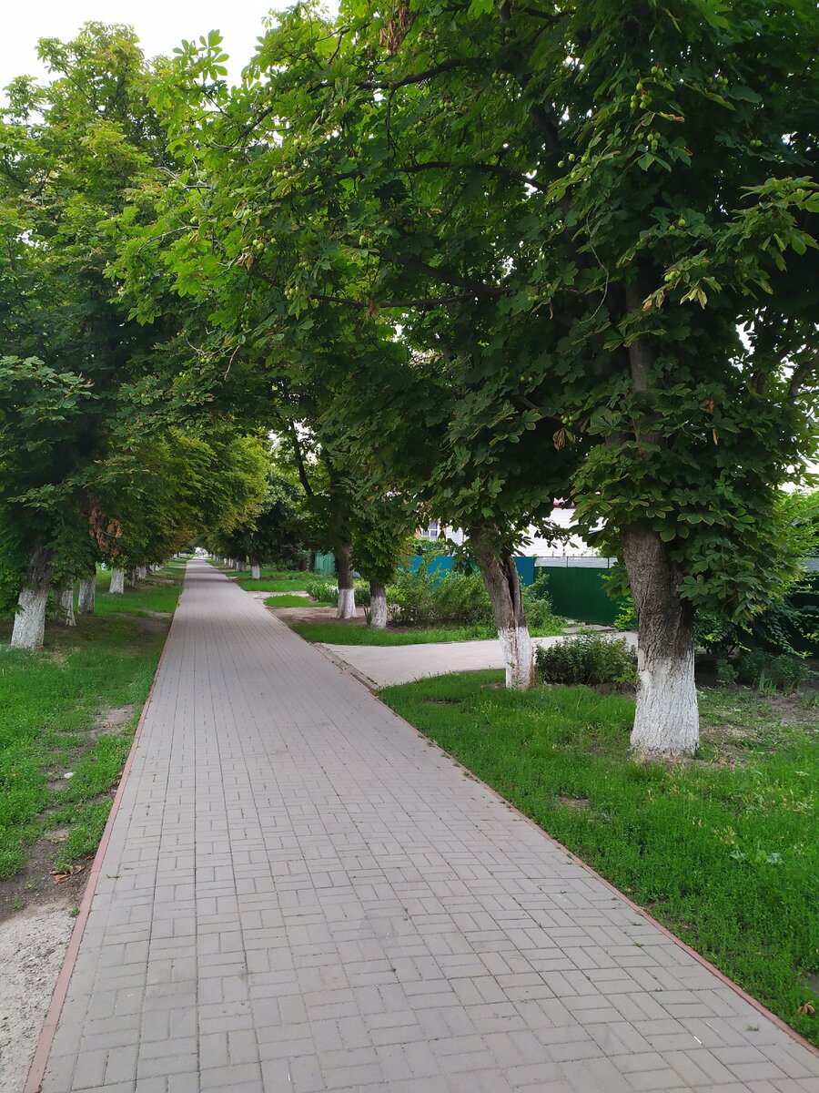 Это одна из главных аллей в станице Егорлыкской летом. Красиво же!..