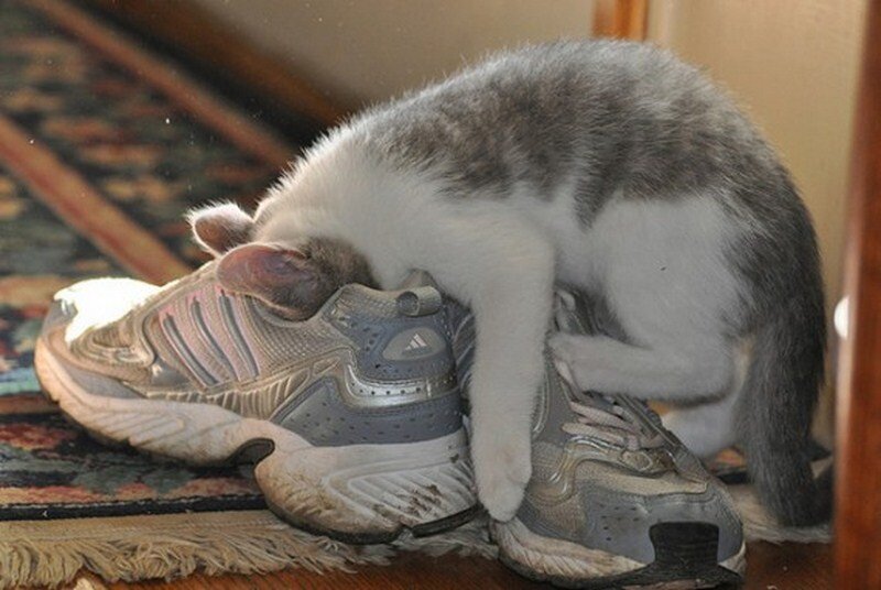 Как избавиться от запаха кошки в обуви | Animal life | Дзен