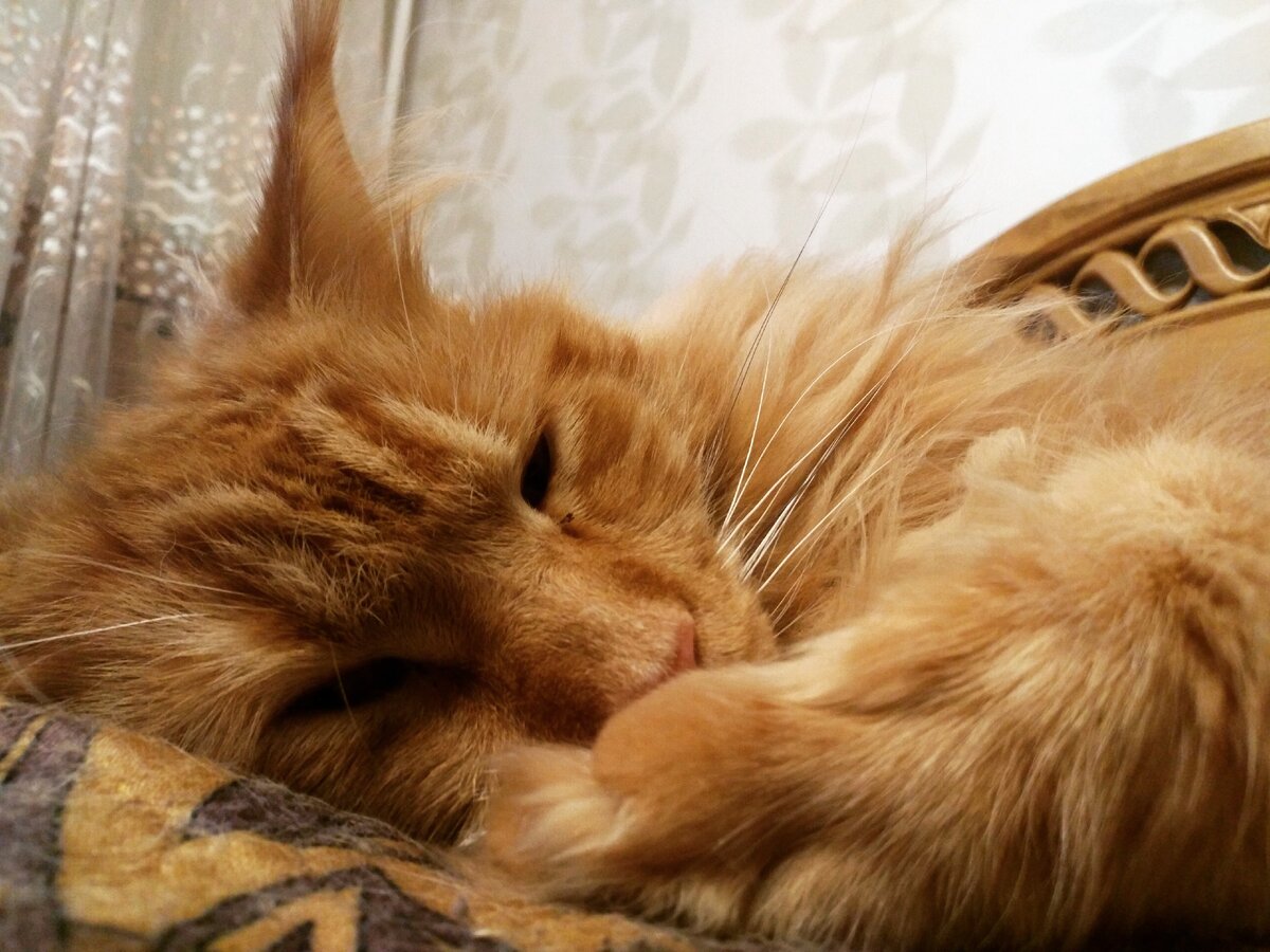 Из личного архива. Арчибальд любит поспать