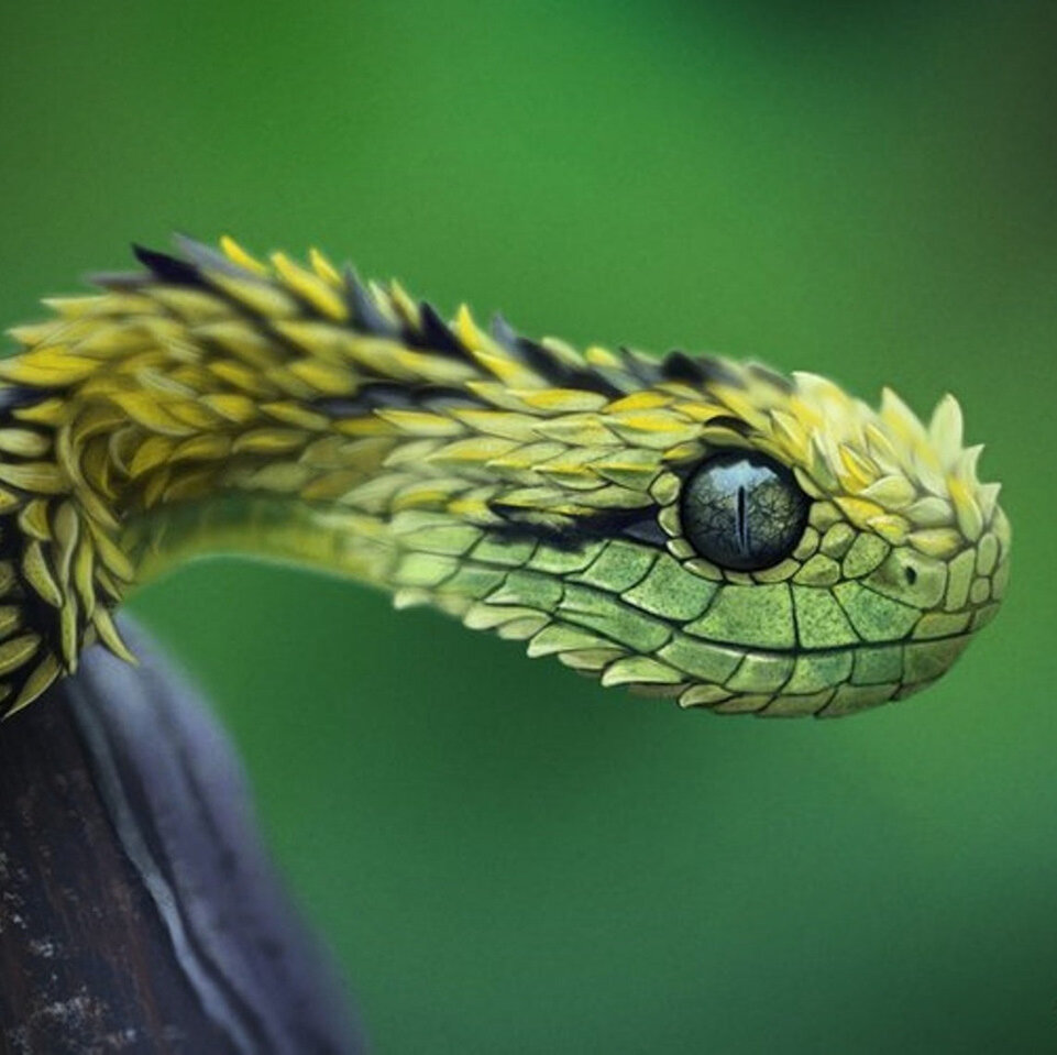 Колючая кустарниковая змея | Дикая природа | Дзен